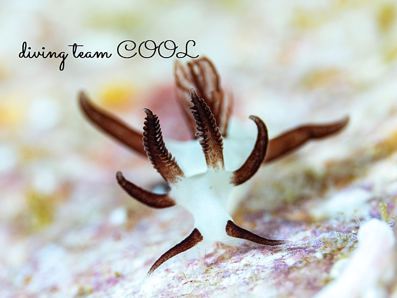 パンダツノウミウシ｜水中撮影はクールで！！