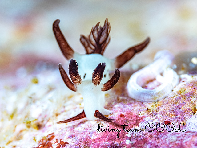 ＃パンダツノウミウシ