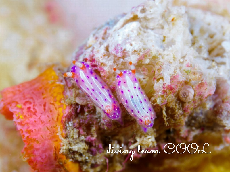 イチゴミルクウミウシ｜沖縄マクロダイビングはクールで！