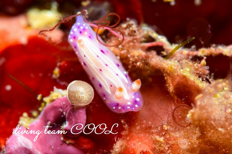 イチゴミルクウミウシ｜沖縄マクロダイビングはクールで！