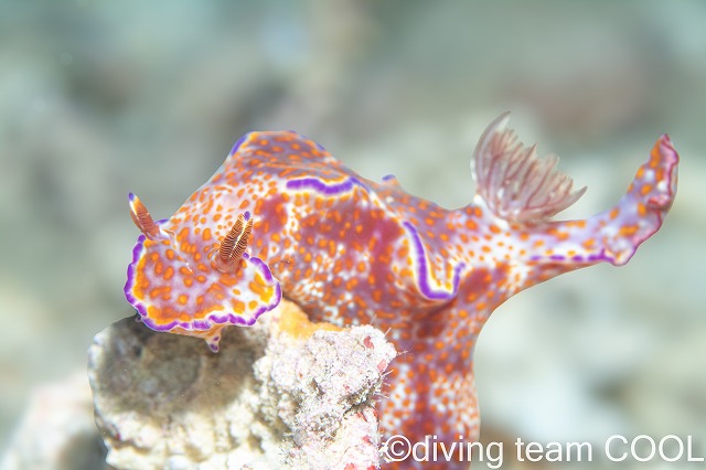 テヌウニシキウミウシ