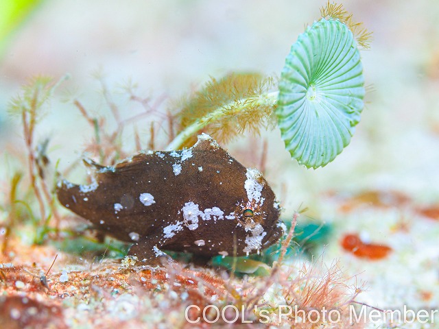 ハナオコゼの幼魚