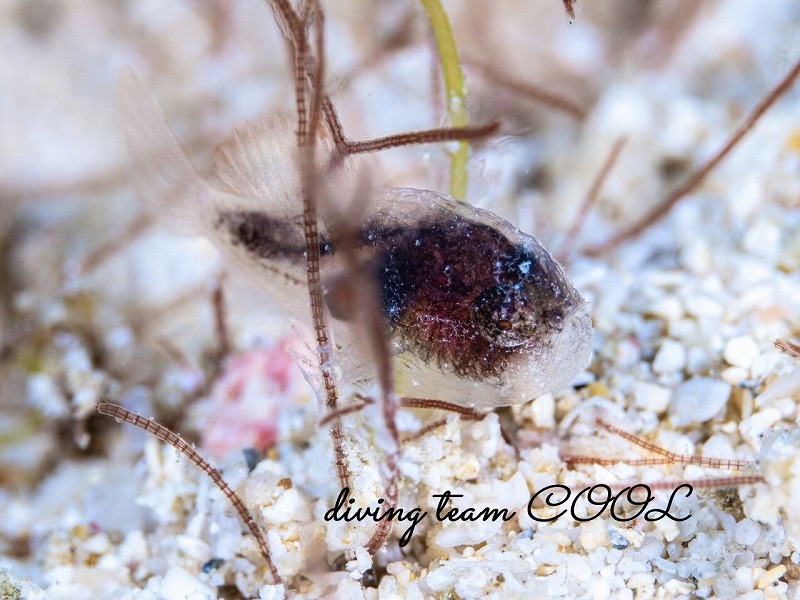 ハナオコゼの稚魚