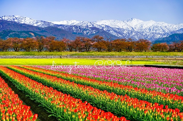 富山県 春の四重奏