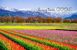 富山県 春の四重奏