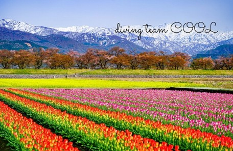 富山県 春の四重奏