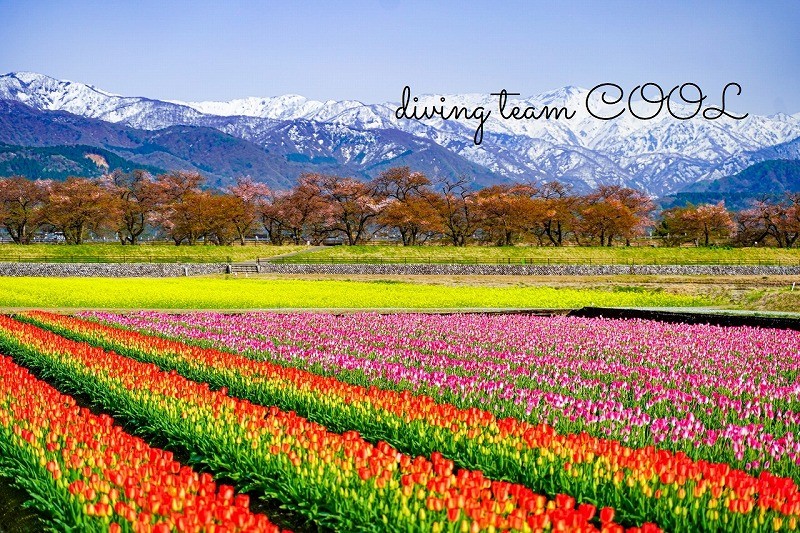 富山県 春の四重奏
