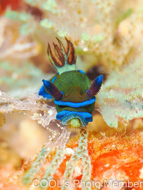 ミドリリュウグウウミウシ