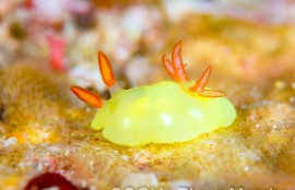 ラボウトウミウシ