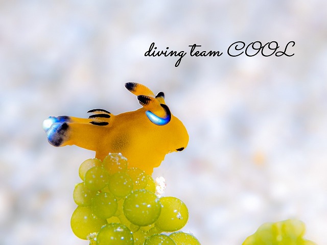 ウデフリツノザヤウミウシ
