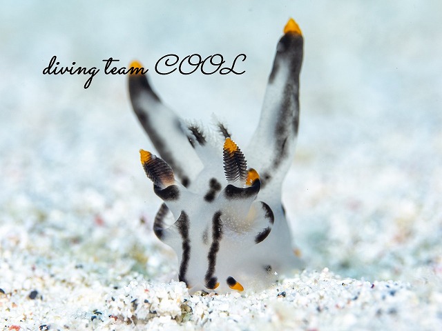 ツノザヤウミウシ