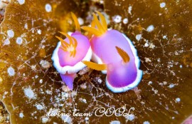 フジムスメウミウシ