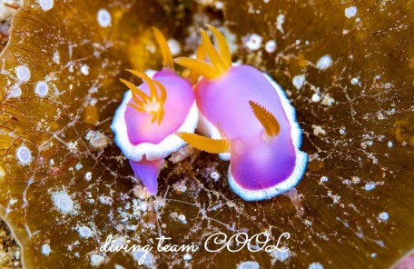 フジムスメウミウシ