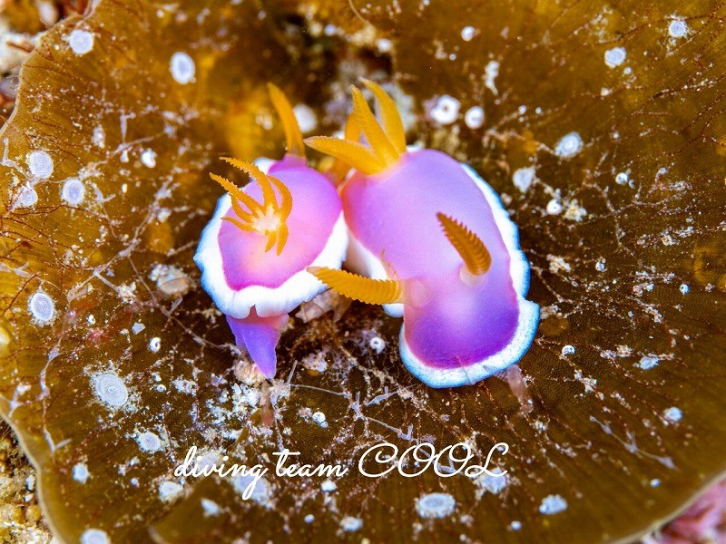 フジムスメウミウシ