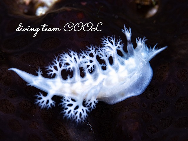 ユビノウハナガサウミウシ