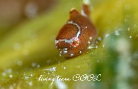 サクラダンゴウオ