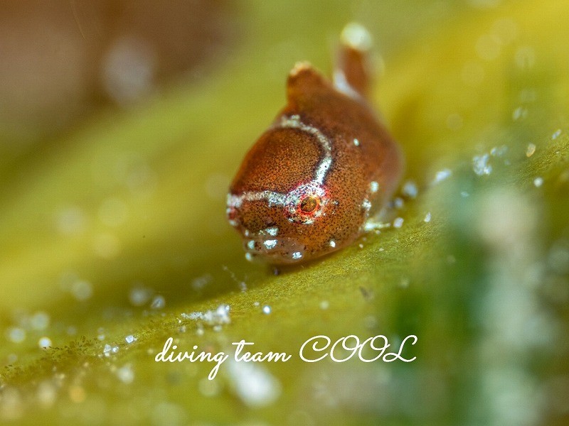 サクラダンゴウオ