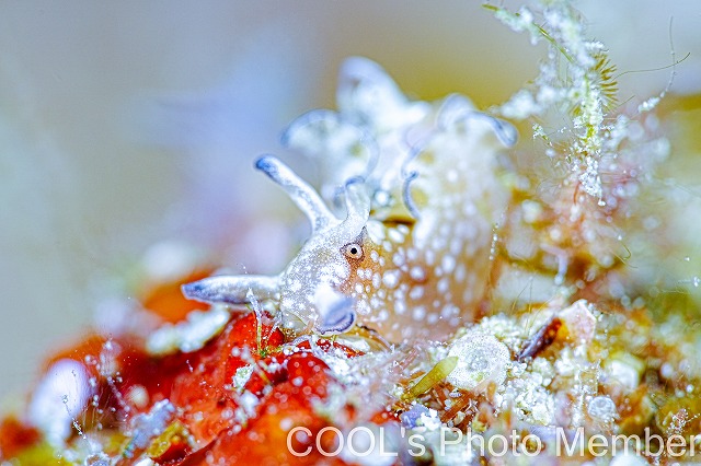 アプリシア・ニグロチンクタ