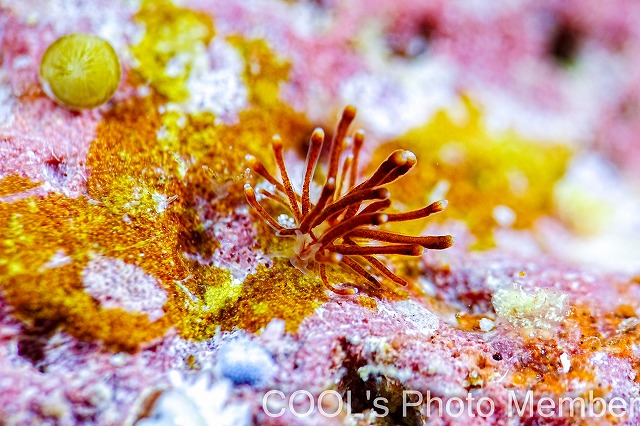 コモリミノウミウシ