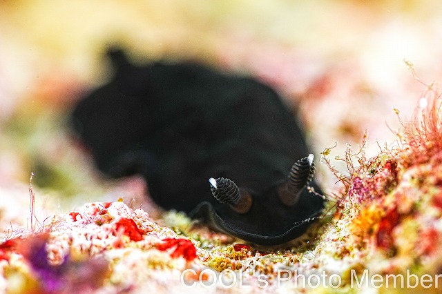 ホンクロシタナシウミウシ