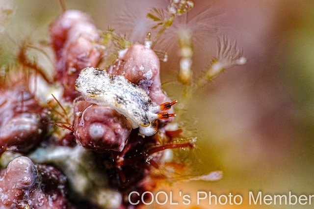 クチヒゲオトメウミウシ