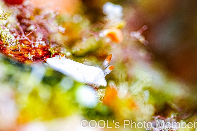 シロウサギウミウシ