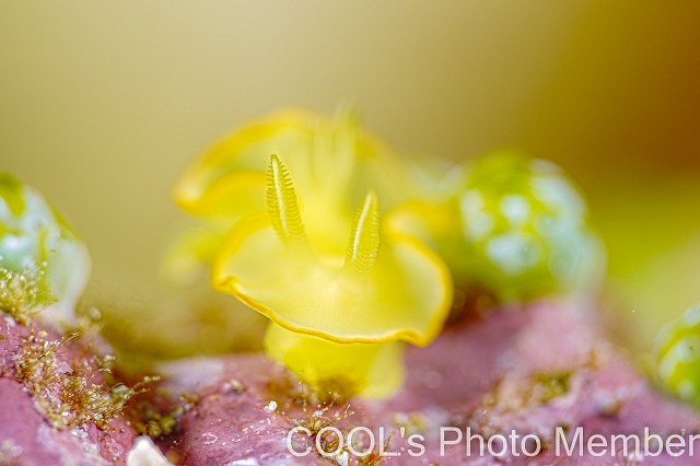 サフランイロウミウシ