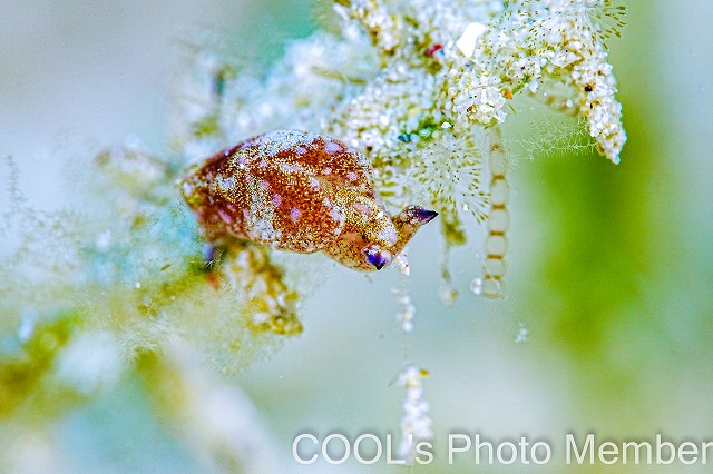 エリシア・アオタイ