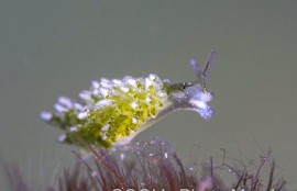 ハダカモウミウシ科の仲間