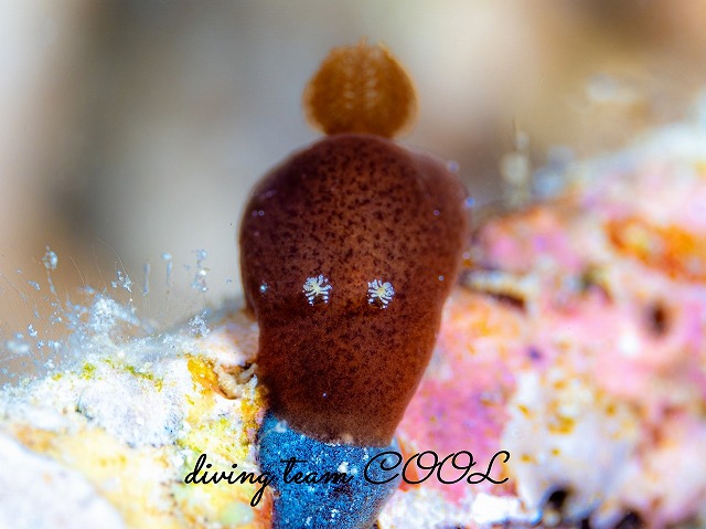 カンムリハラックサウミウシ