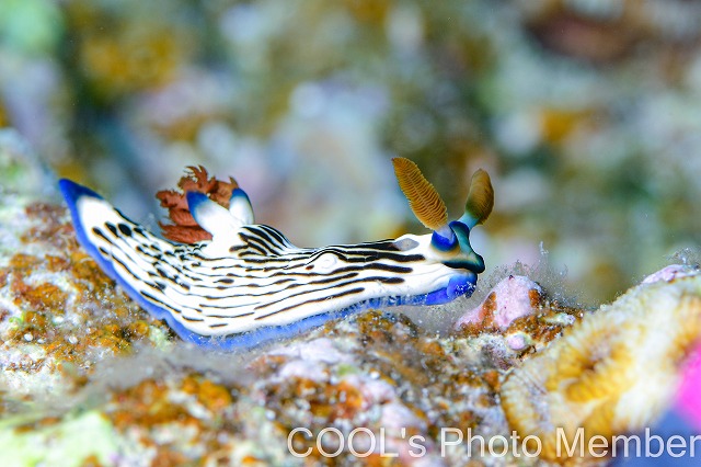 クロスジリュウグウウミウシ
