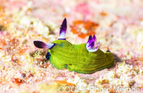 ニコラスリュウグウウミウシ