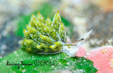 フタスジアオモウミウシ
