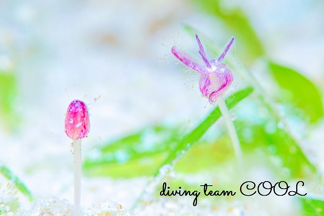 ウミヒルモの花