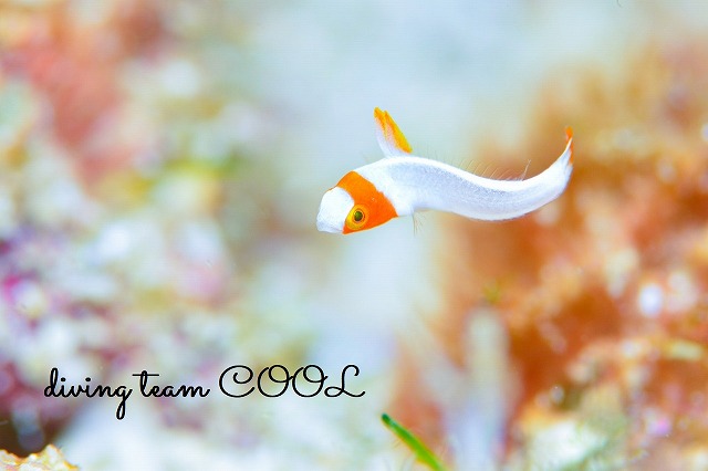 イロブダイ幼魚