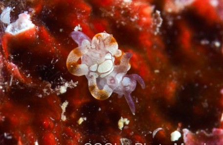 シラタマツガルウミウシ