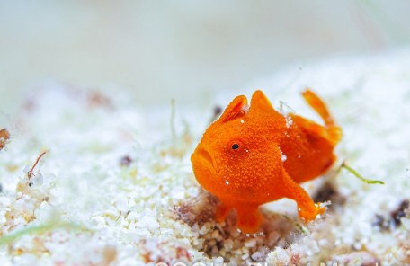 カエルアンコウの幼魚
