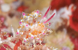 アカホシコヤナギウミウシ