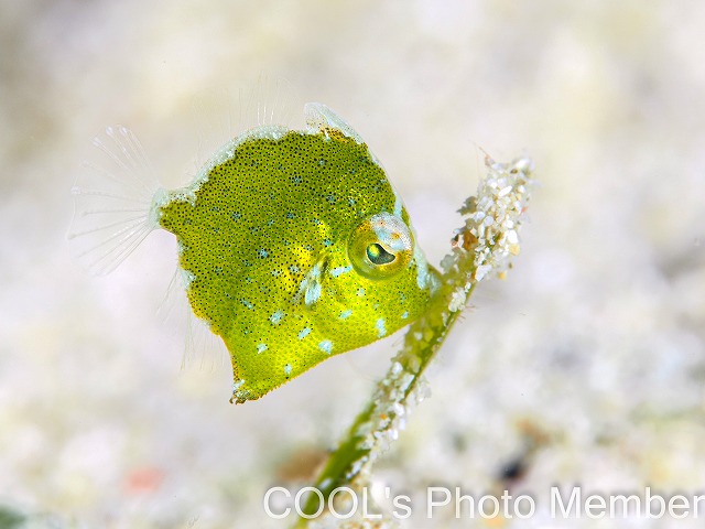 セダカカハワギの幼魚