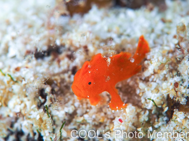 カエルアンコウの幼魚