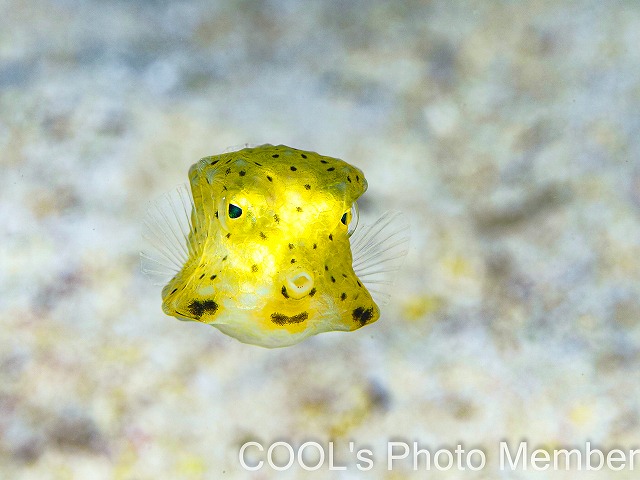 コンゴウフグの幼魚