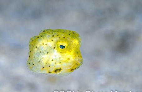 コンゴウフグの幼魚