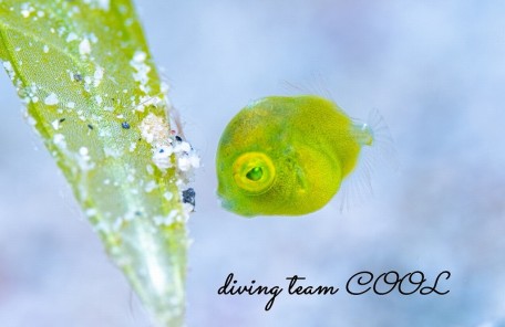 アオサハギ幼魚