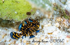 クマドリカエルアンコウ