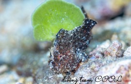 ヒメヒラタカエルアンコウ
