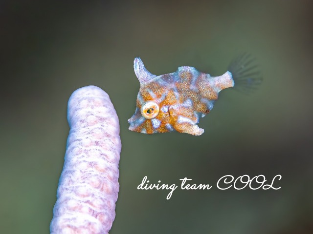 トゲカワハギの幼魚