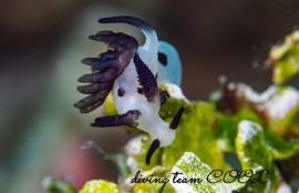 パンダツノウミウシ
