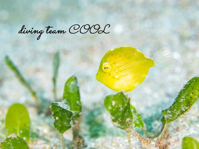 アオサハギ幼魚