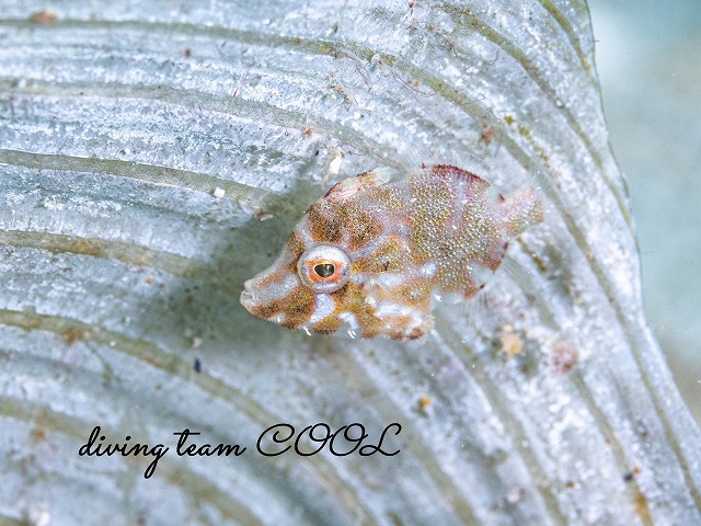 トゲカワハギの幼魚