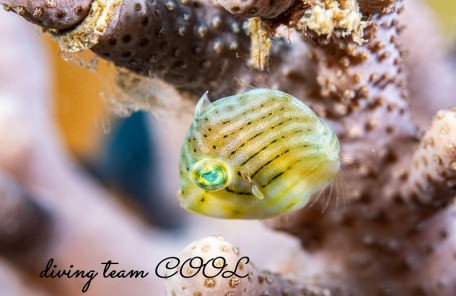 アオサハギ幼魚